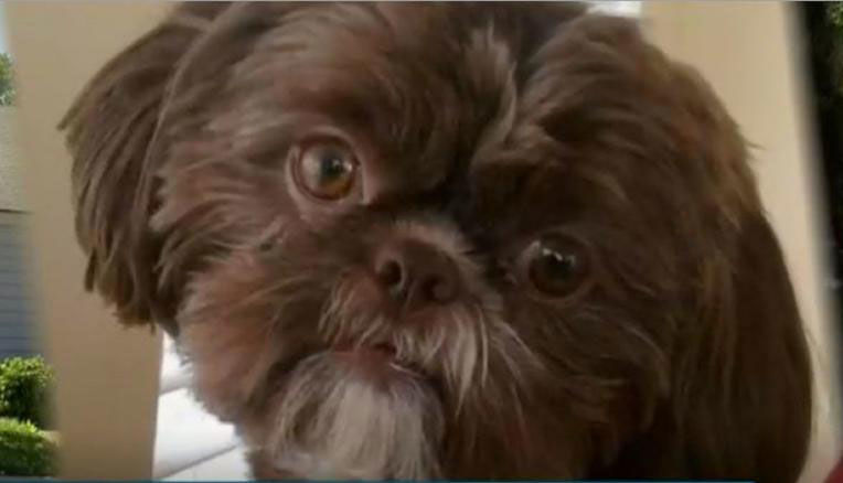 Shih Tzu